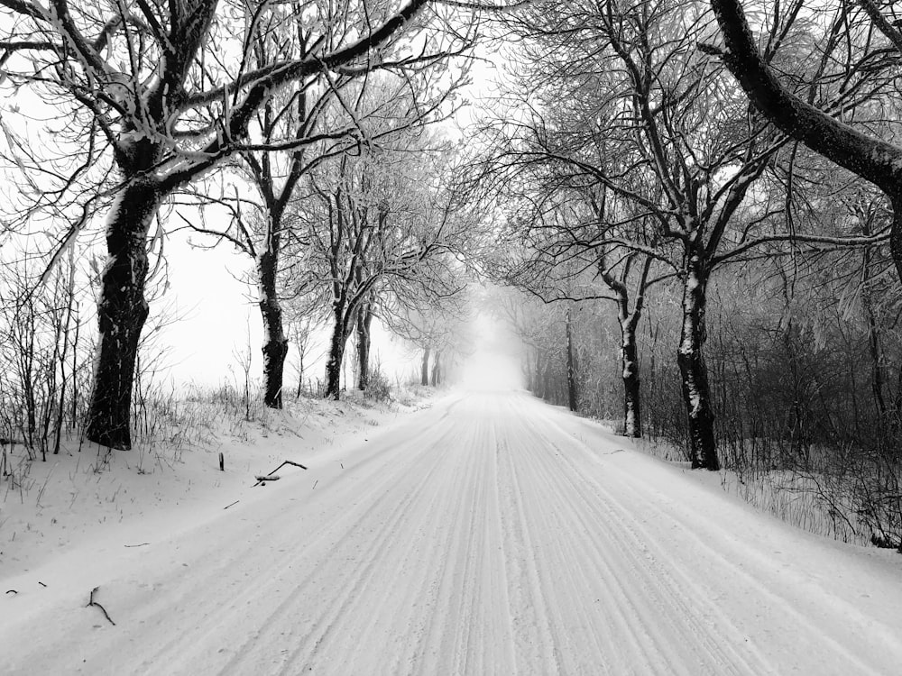 grayscale photo of road between trees