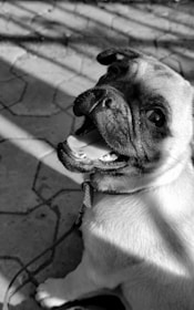 A playful dog making a funny face.
