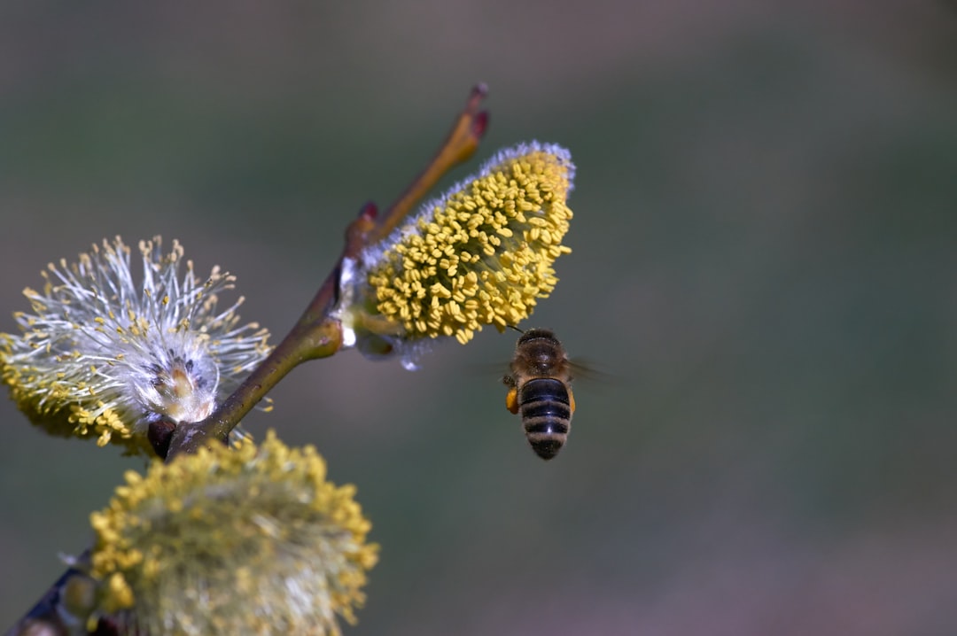 honeybee perched on yellow flower in close up photography during daytime