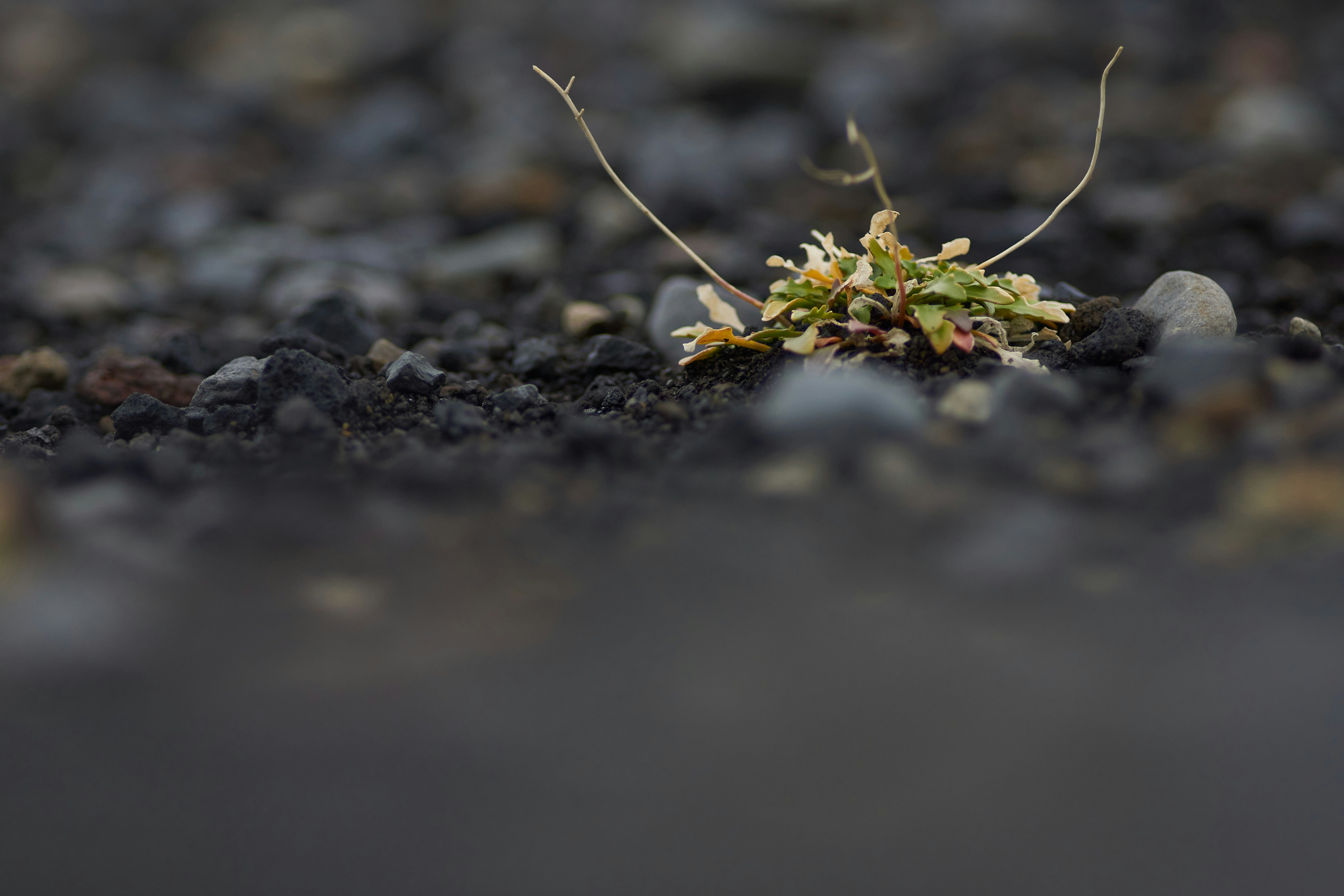 Photo by wolfgang_hasselmann