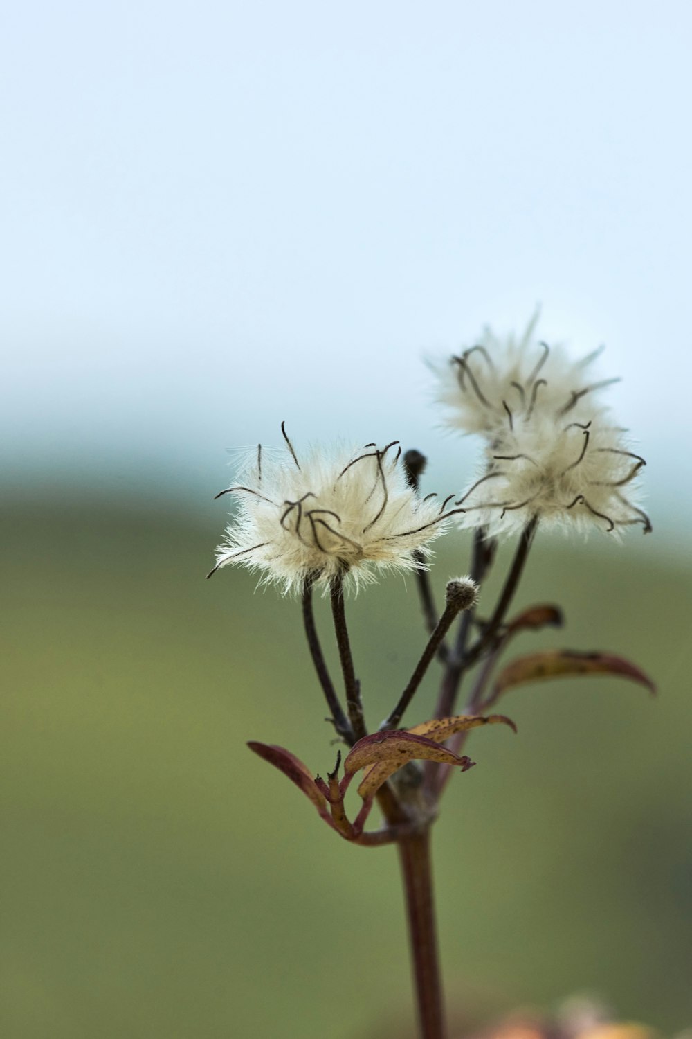 white flowers in tilt shift lens