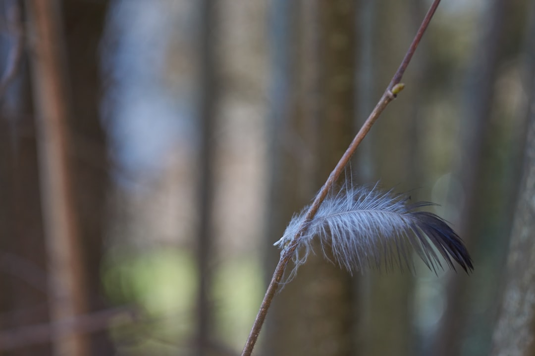 white feather on brown stem
