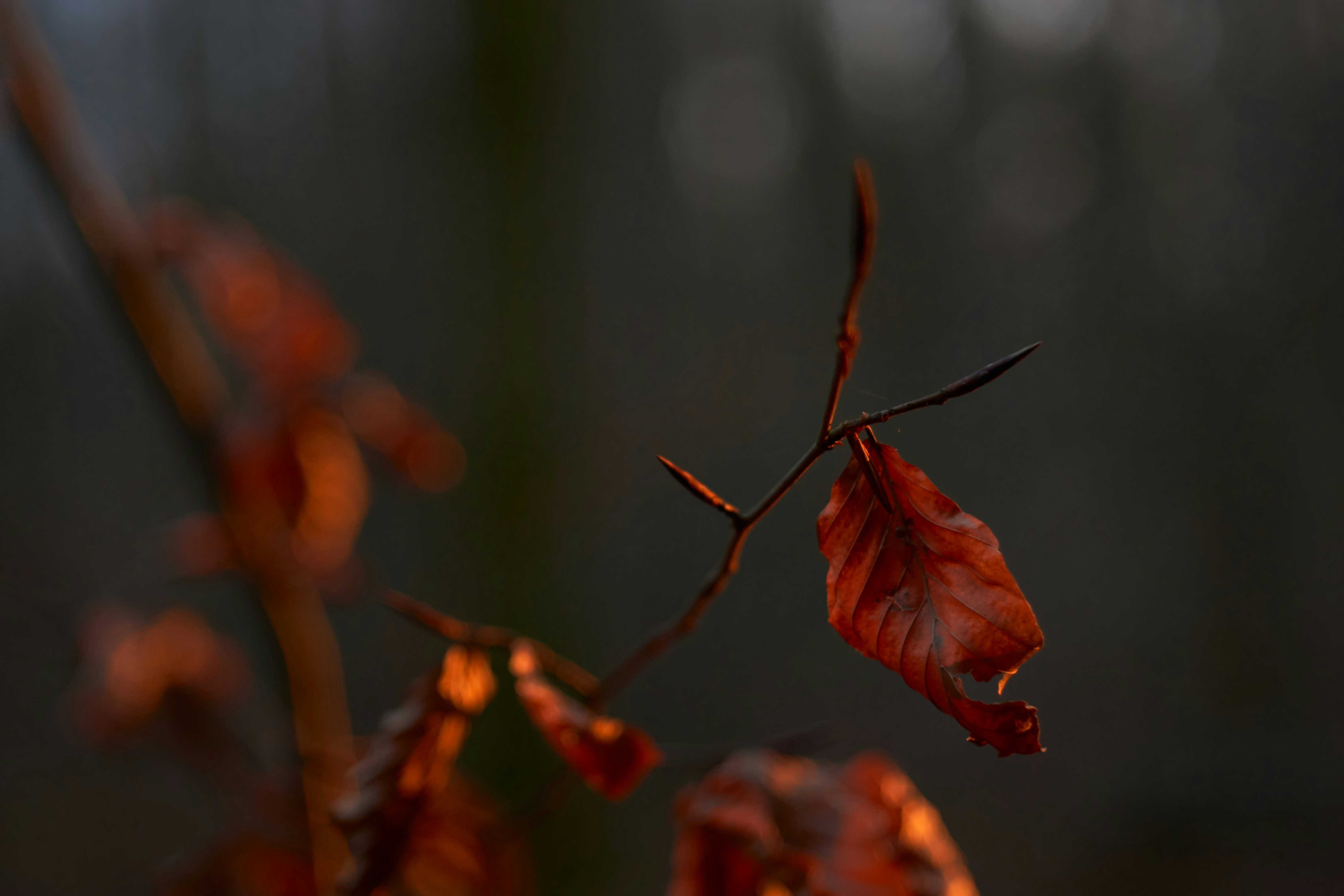 red maple leaf in tilt shift lens