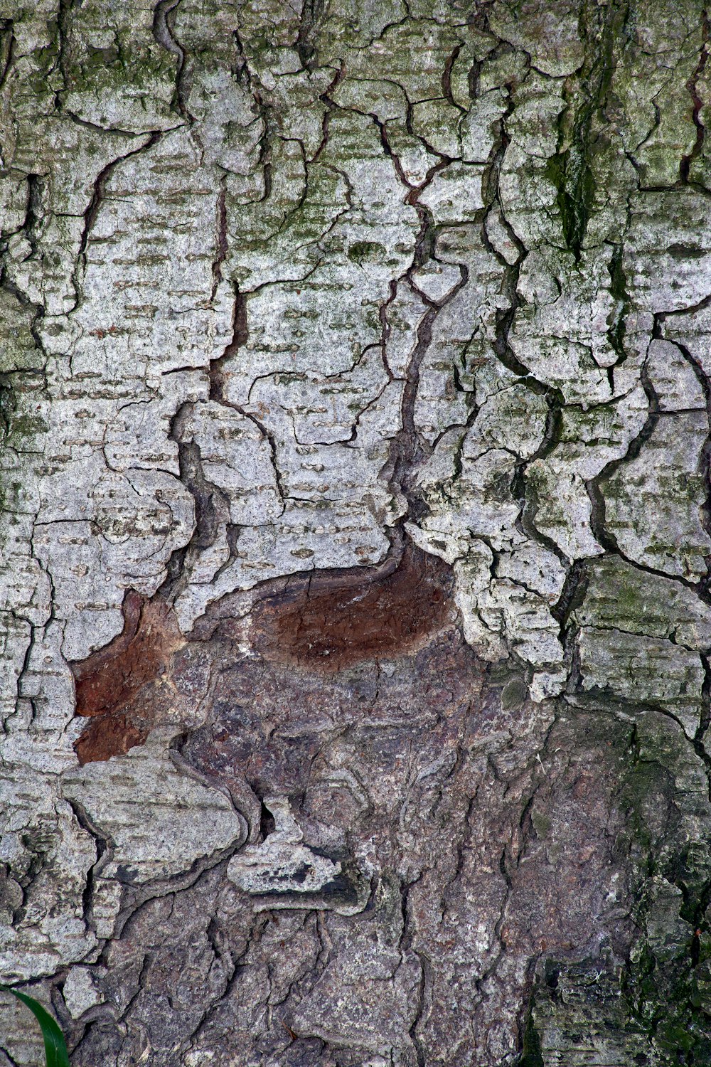 brown and gray tree trunk