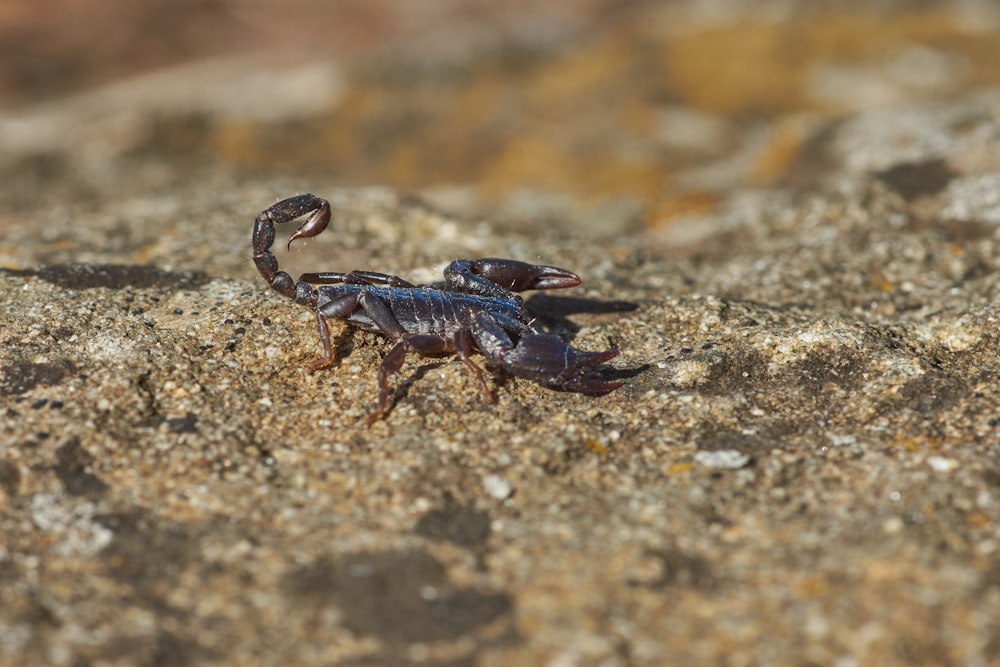 Crabe bleu et noir sur roche brune