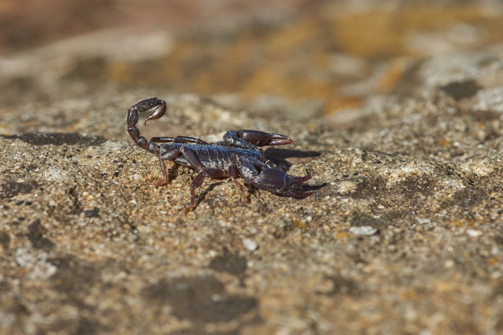 blue and black crab on brown rock
