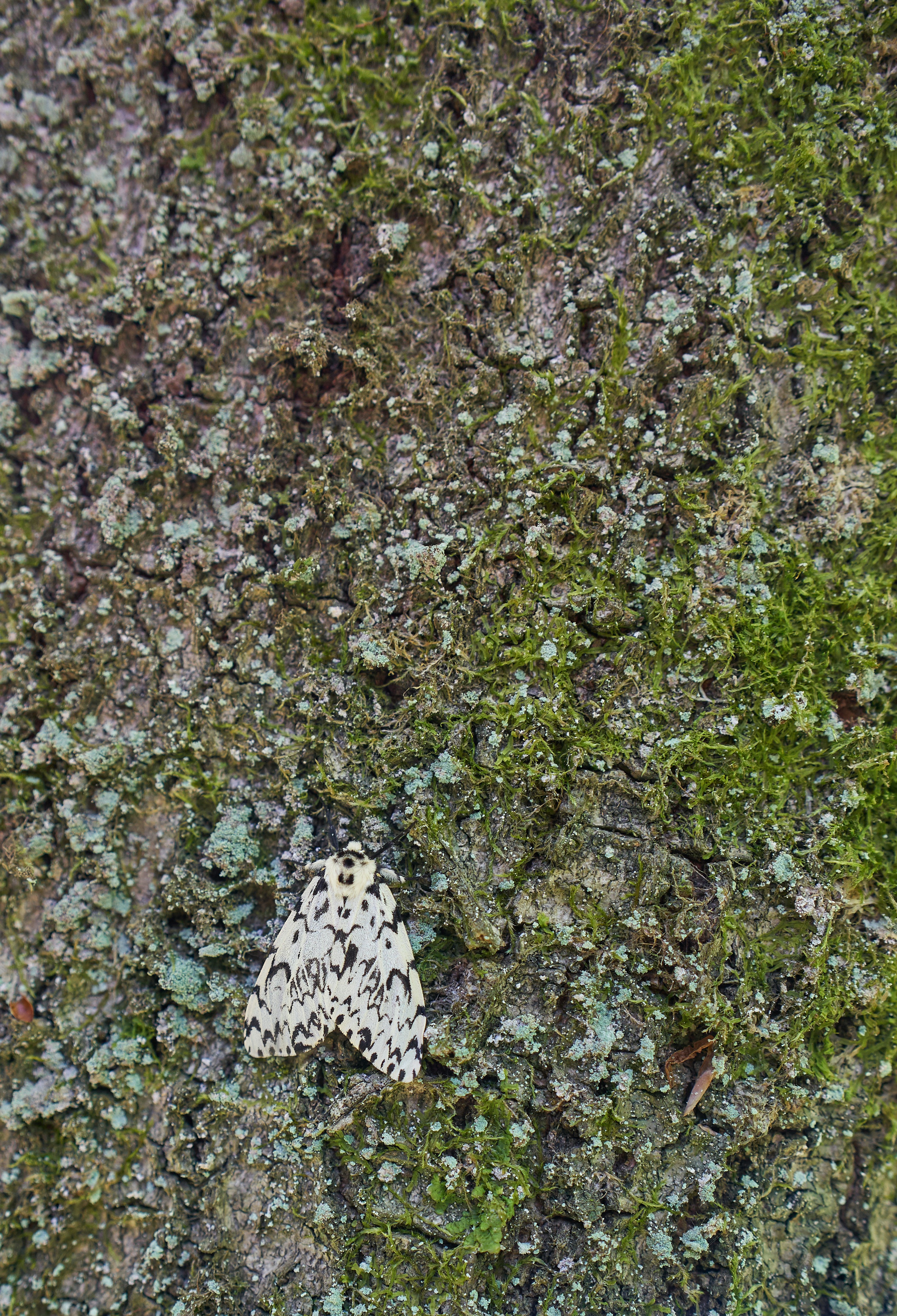 Photo by wolfgang_hasselmann