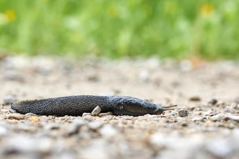 Common Mudpuppy (Necturus maculosus)