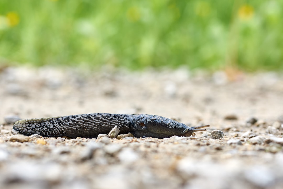 black and gray lizard on ground during daytime