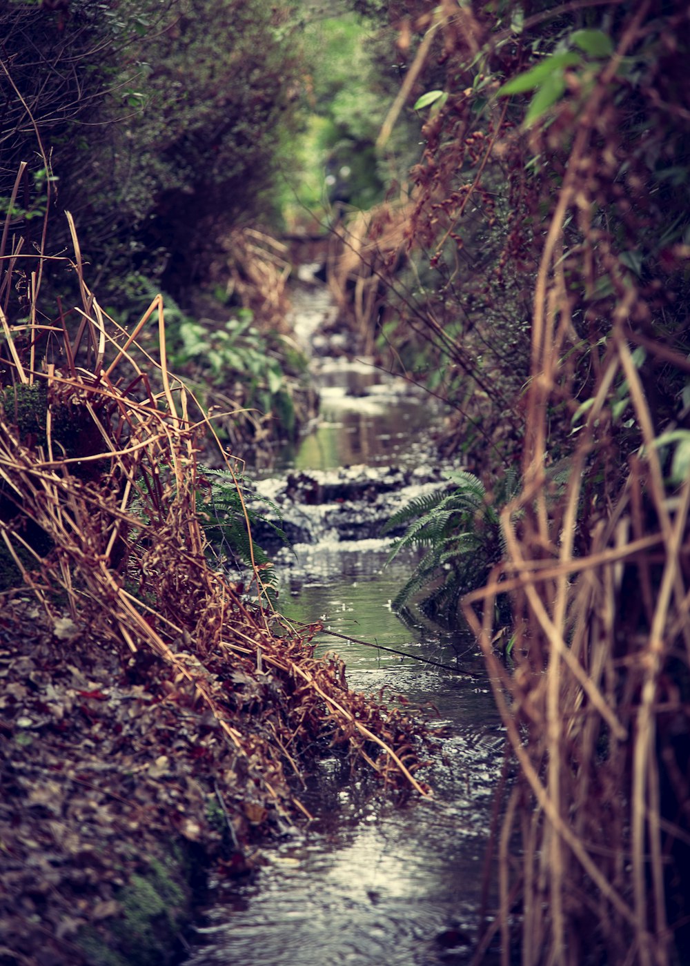 water falls in the middle of brown dried leaves