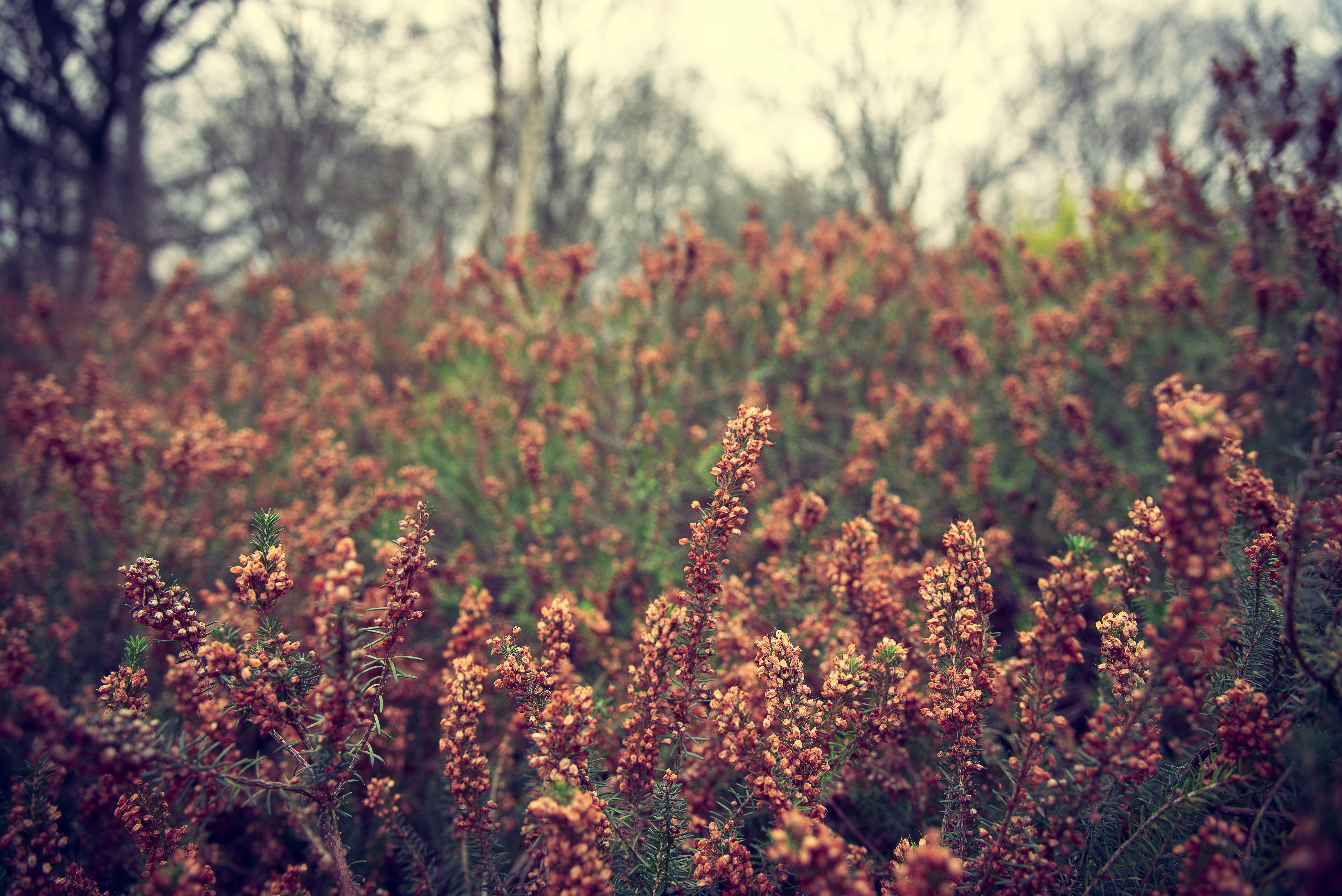 brown and green leaf plants during daytime
