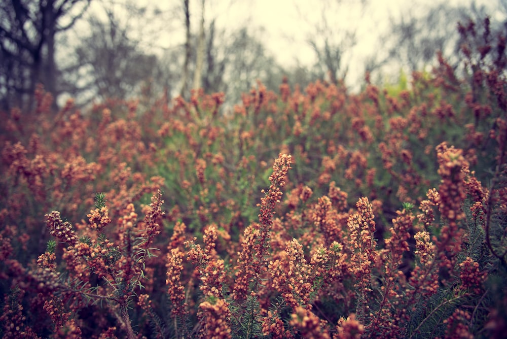 brown and green leaf plants during daytime