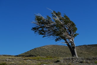 leafless tree on hill under blue sky during daytime