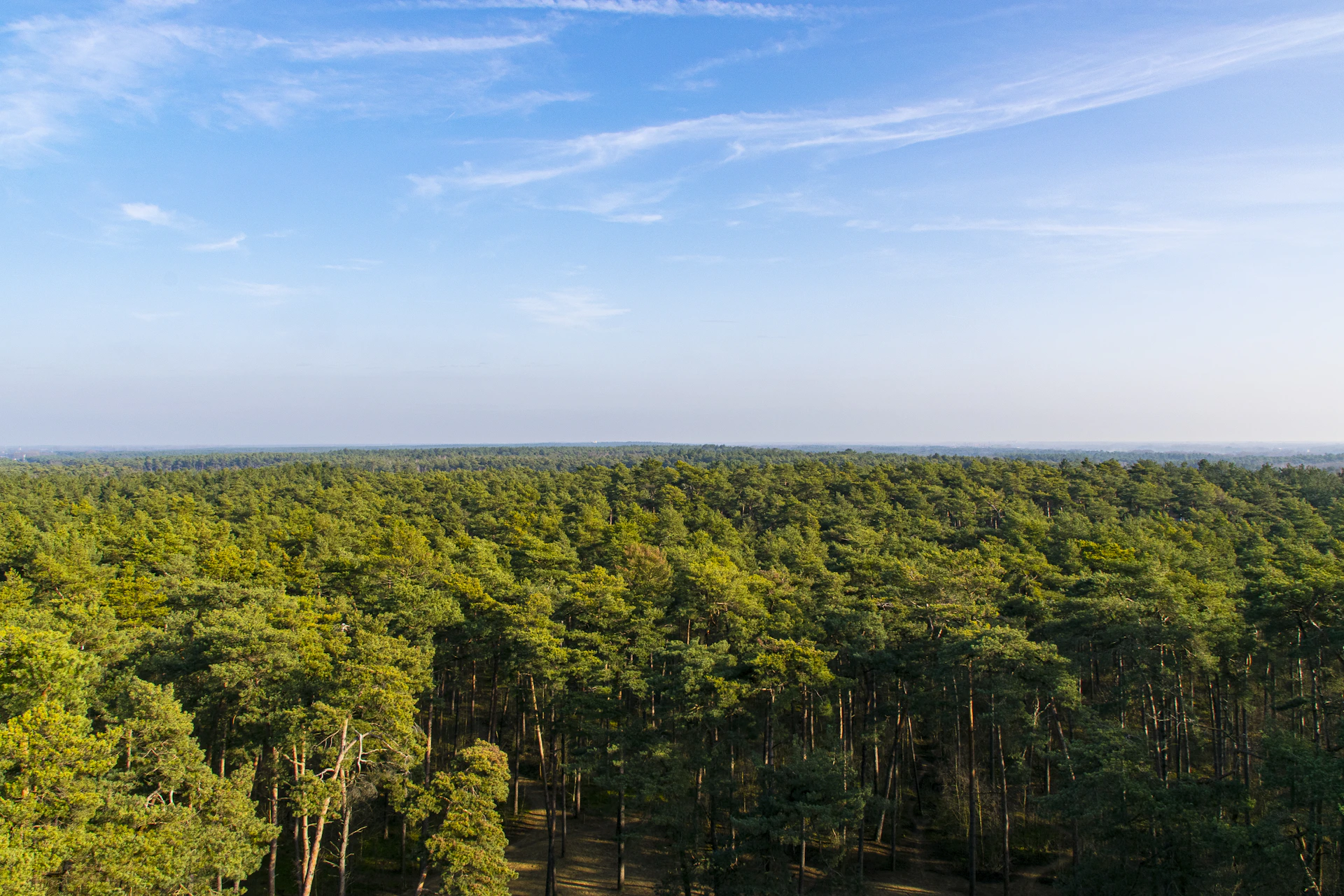 A panoramic view of a preserved forest area with sunlight filtering through tall trees and a clear blue sky.