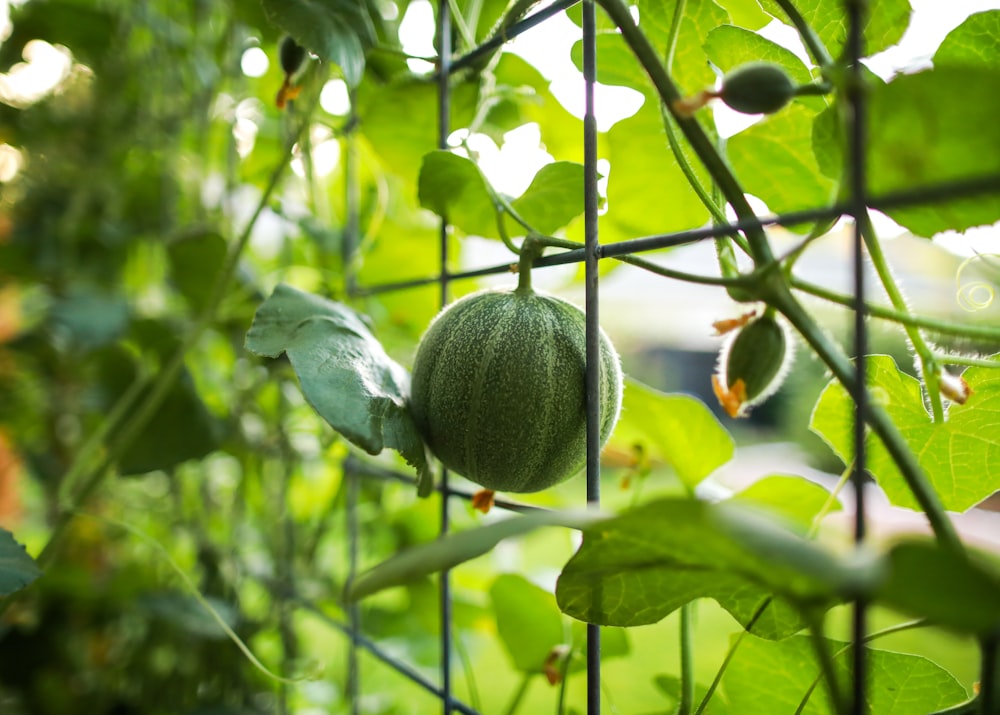 green fruit on black metal fence during daytime