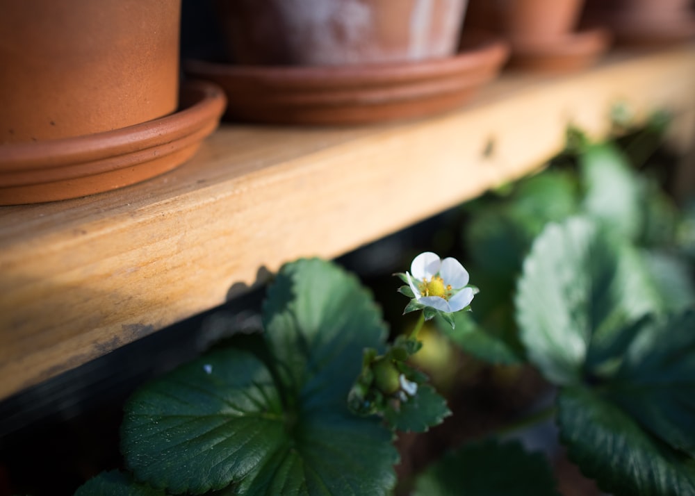 white flower with green leaves