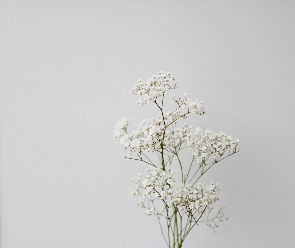 white flower on white background