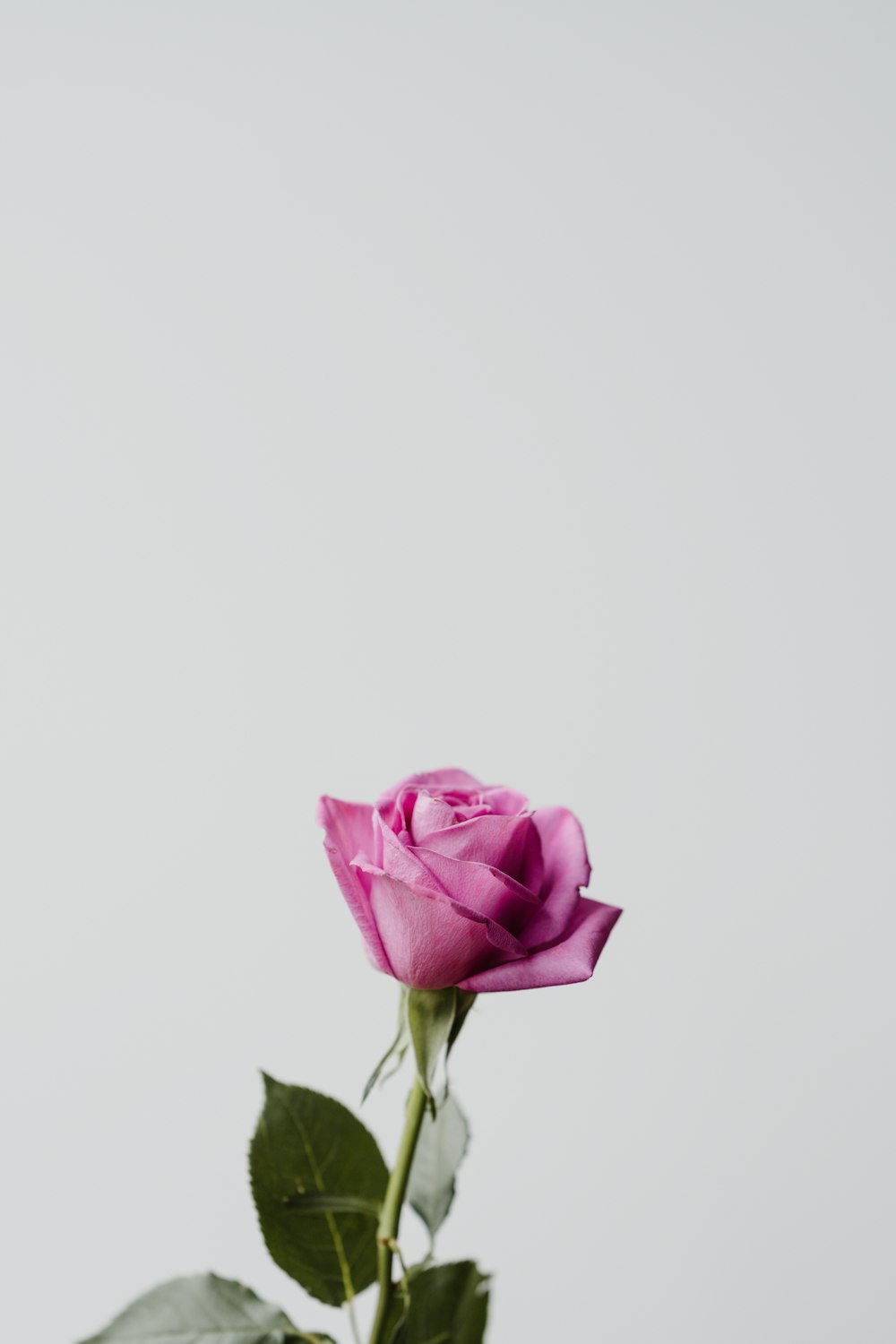 pink rose in close up photography