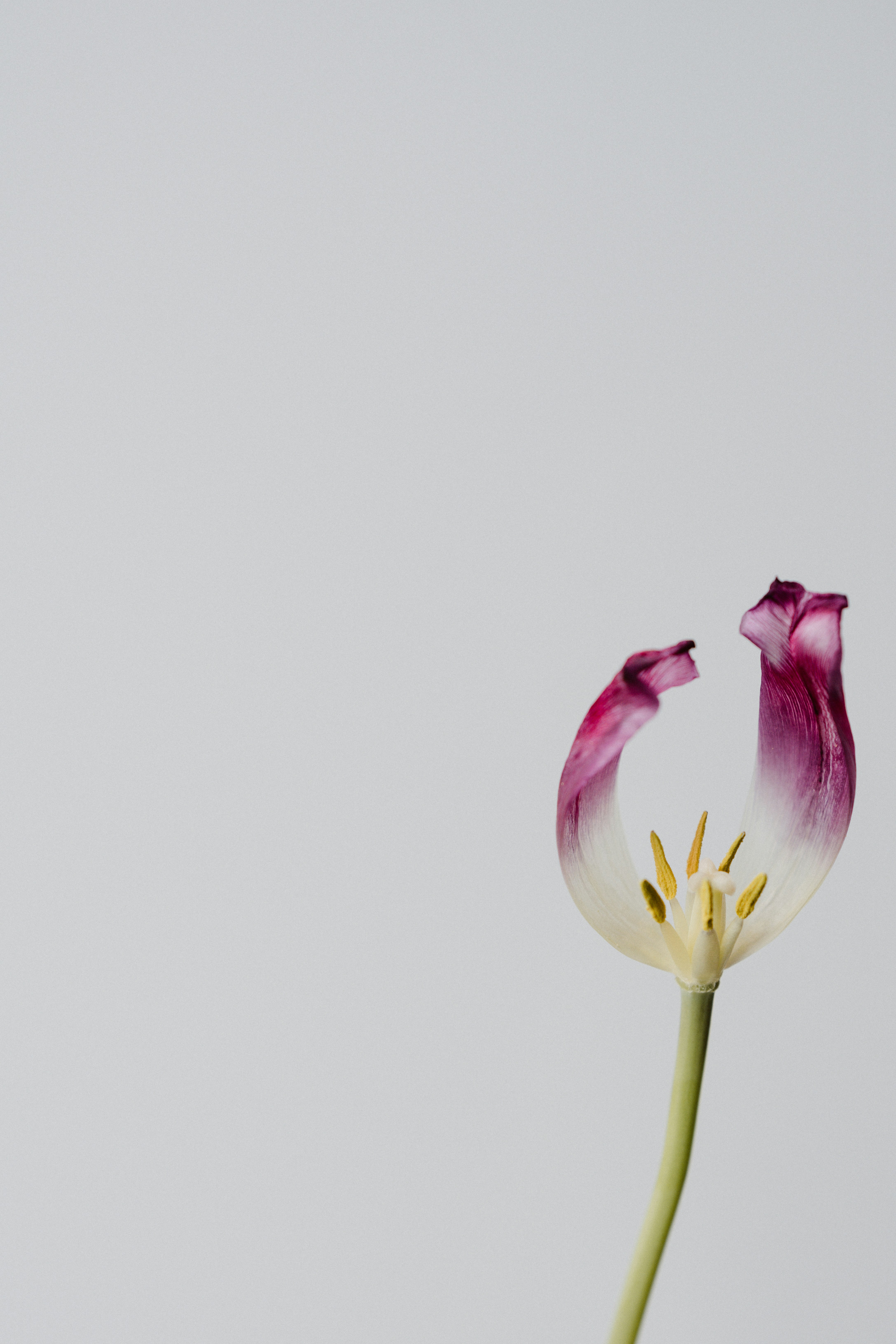 Photo by anniespratt