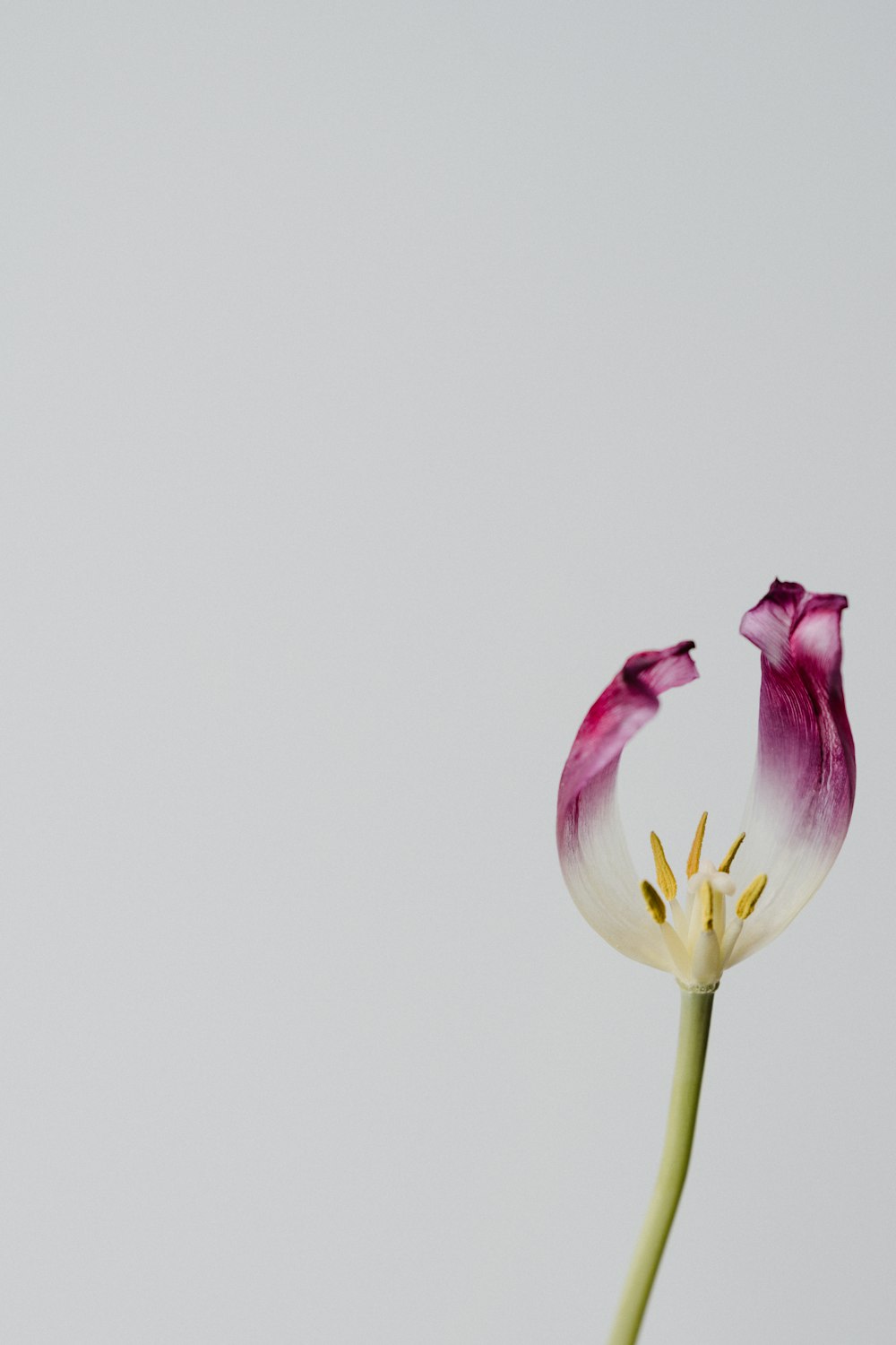 purple flower in green stem