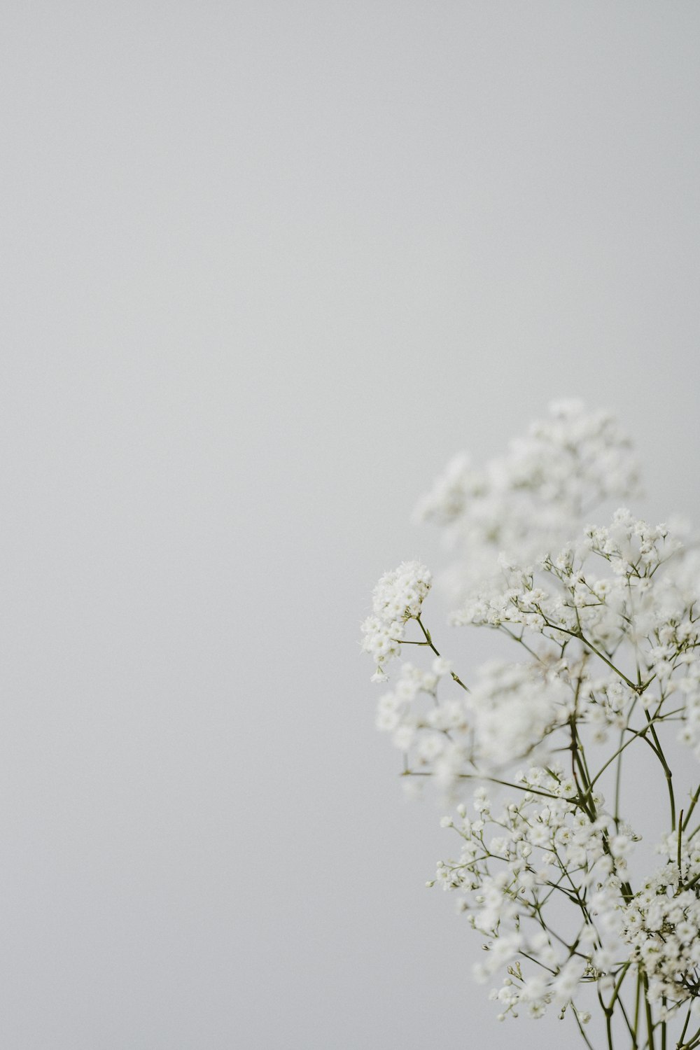 white cherry blossom in bloom during daytime