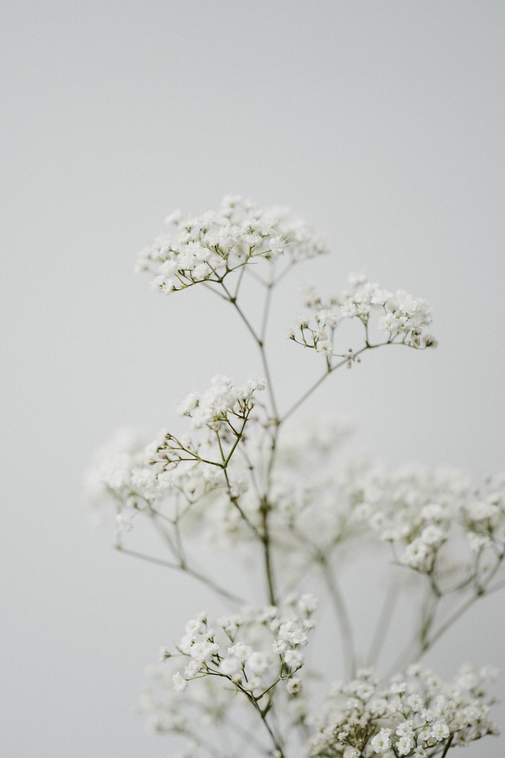 flor branca na fotografia de perto