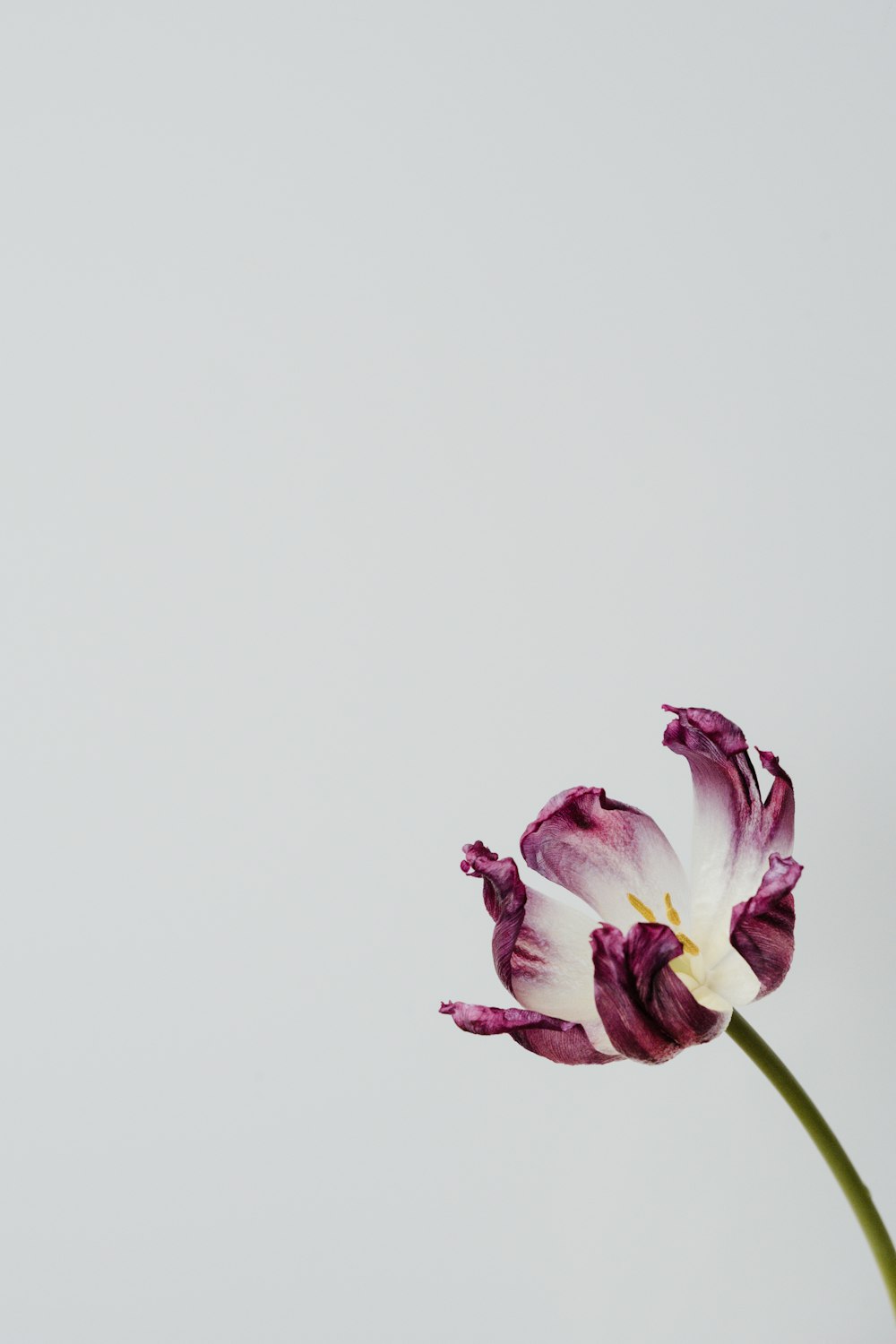 pink and white flower on white background