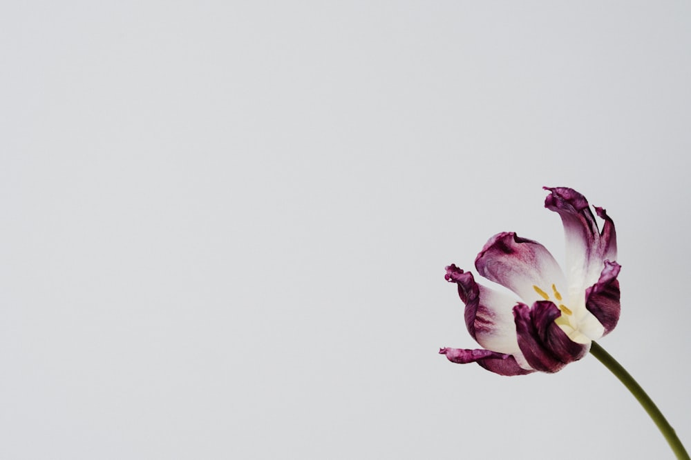 purple and white flower in white background