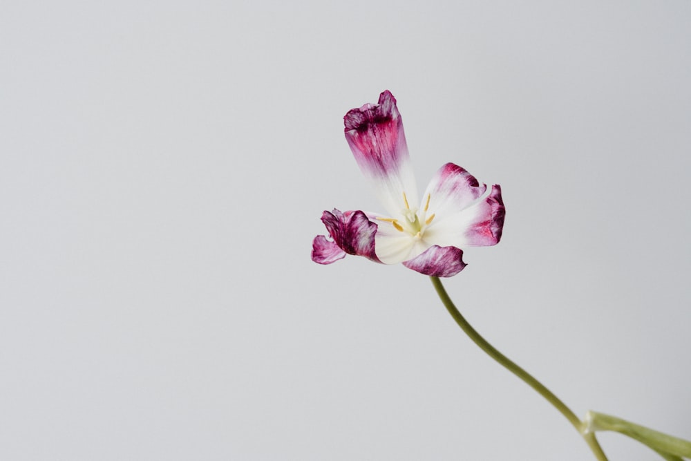 pink and white flower in close up photography