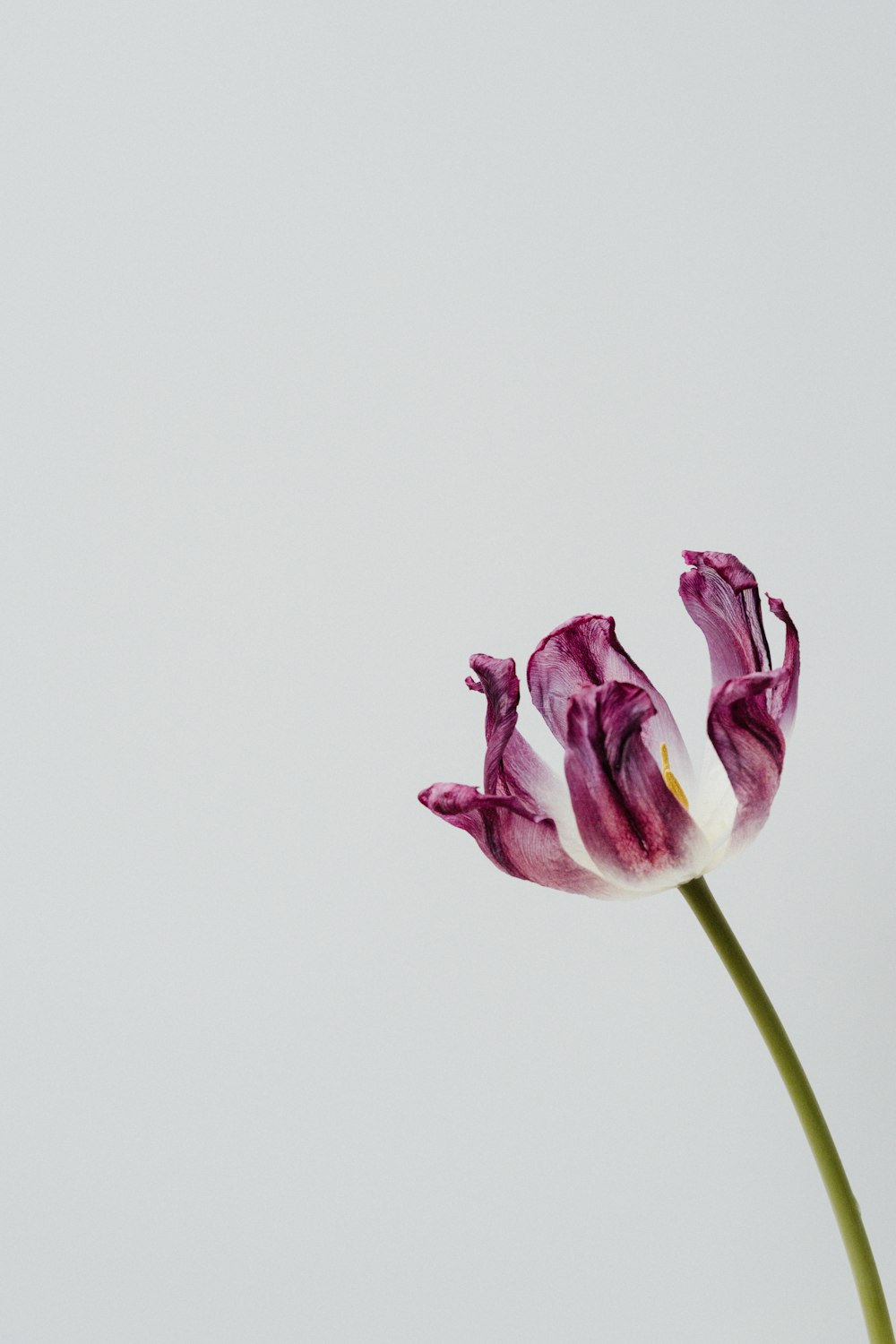 pink and white flower in close up photography