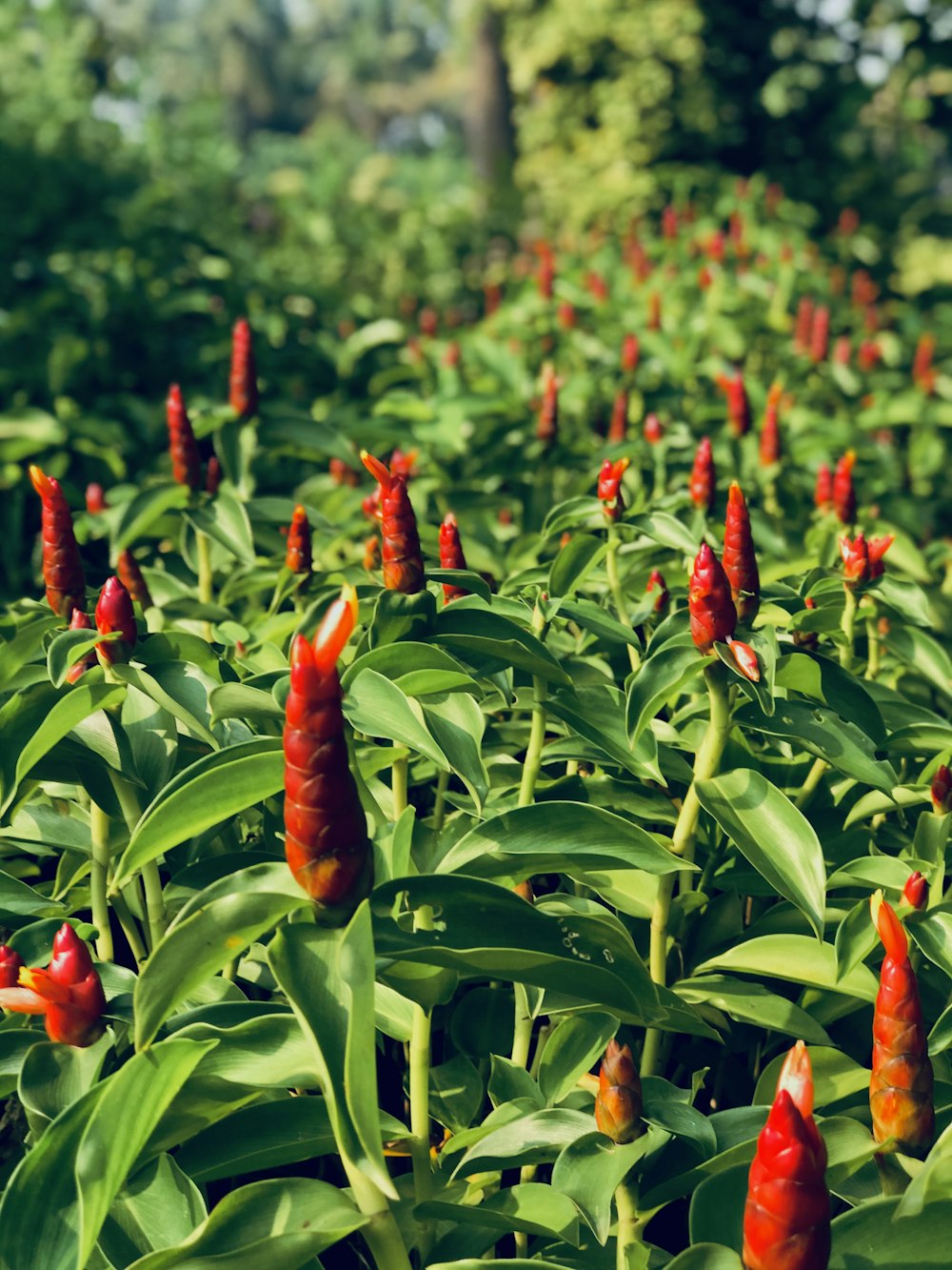 red chili pepper in close up photography