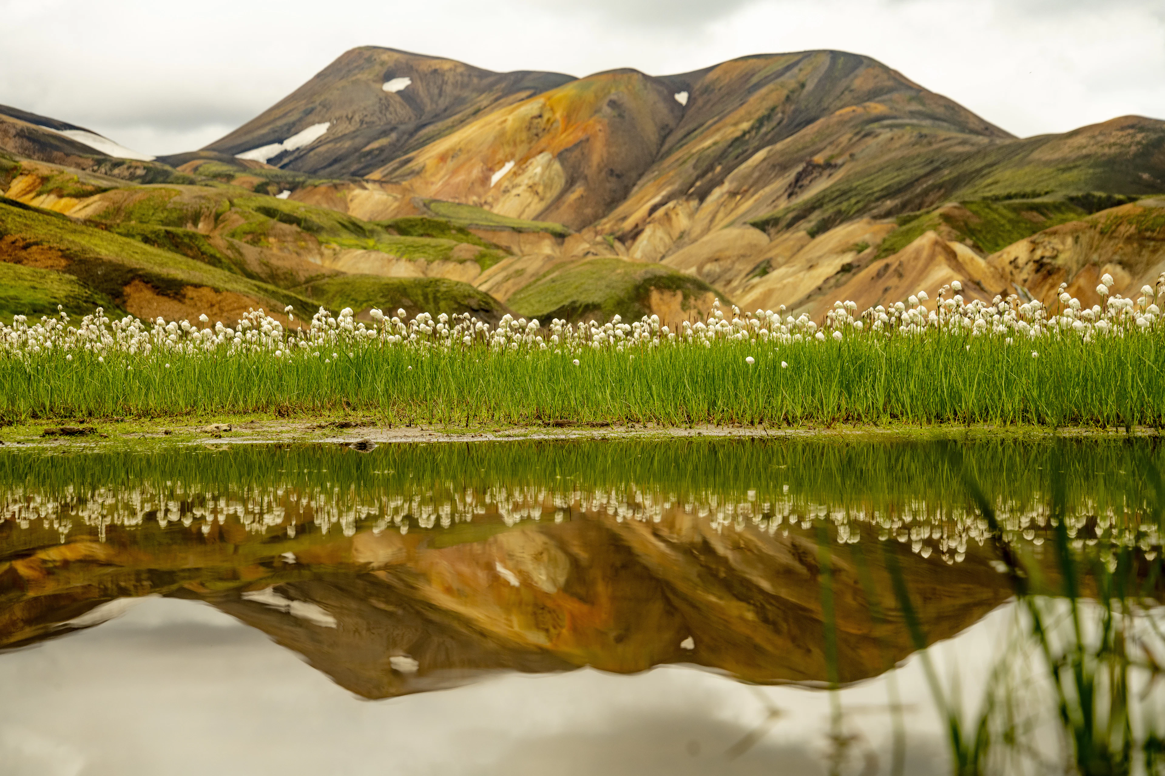 Cotton grass in bloom and colourful rhyolite mountains reflected in a pool near Landmannalaugar in summer