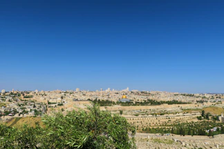 green trees and plants under blue sky during daytime