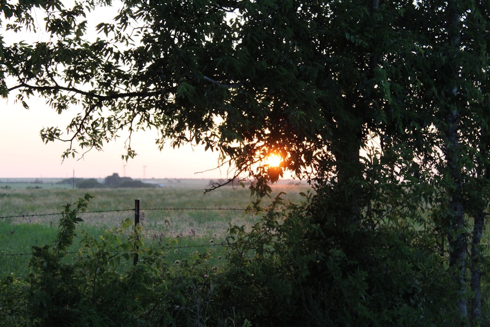 green grass field with green trees during daytime