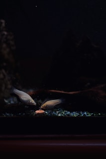 Two fish swim close to each other in an aquarium, illuminated by soft lighting. They appear to be near a small pile of gravel and a piece of fish food. The background is dark, with a large piece of wood and scattered decorative stones.