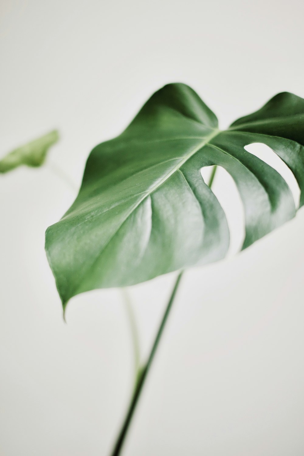 green leaf on white surface