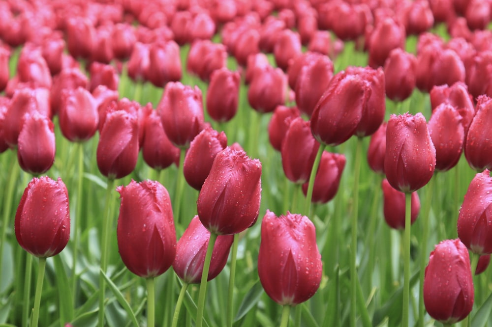 red tulips field during daytime