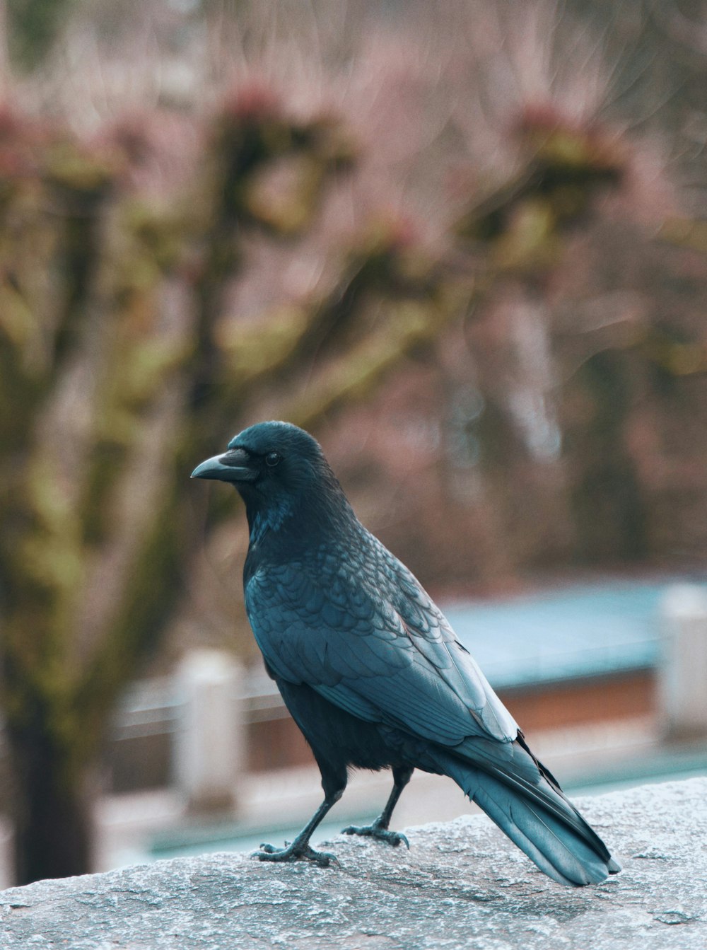 pássaro preto no galho marrom da árvore durante o dia