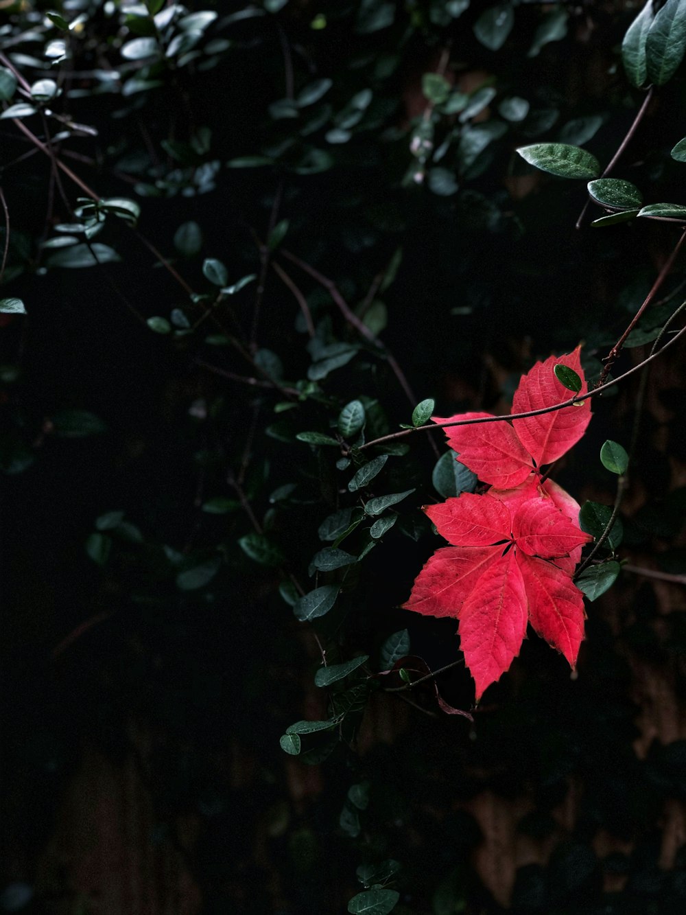 red flower with green leaves