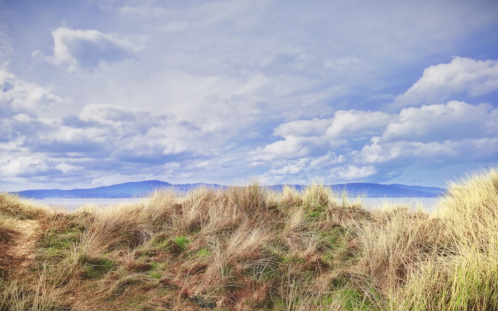 green grass field under blue sky during daytime