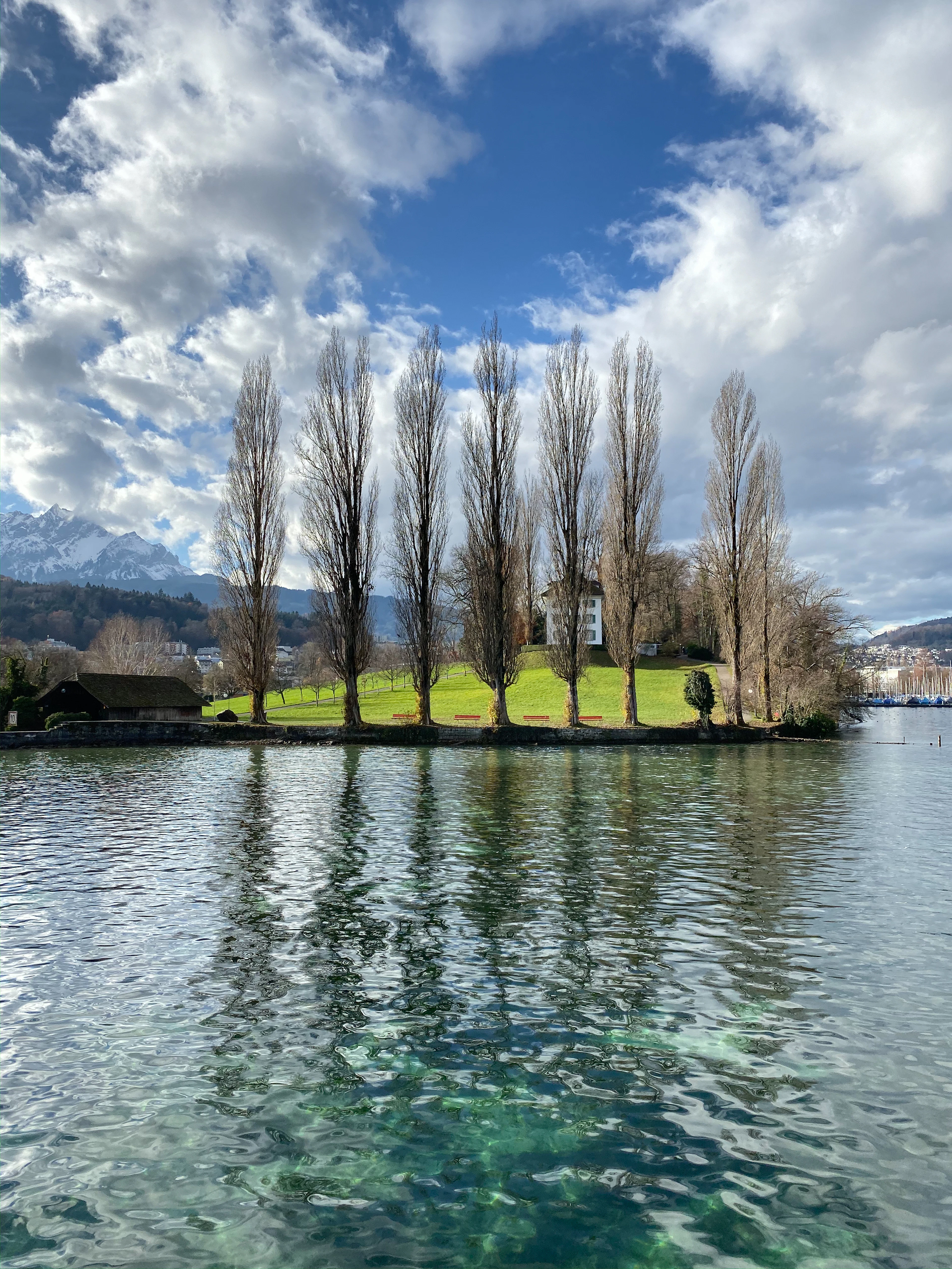A row of poplar trees on a small green peninsula in Lake Lucerne, mountains behind.