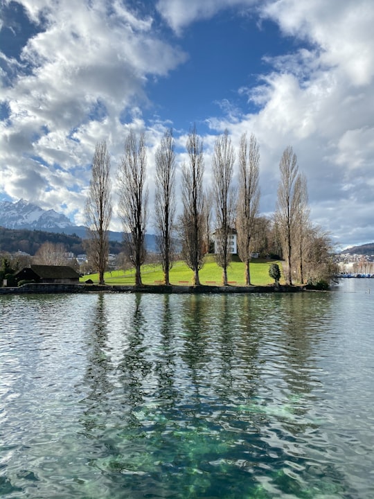 brown trees beside body of water under blue sky during daytime in Lake Lucerne Switzerland