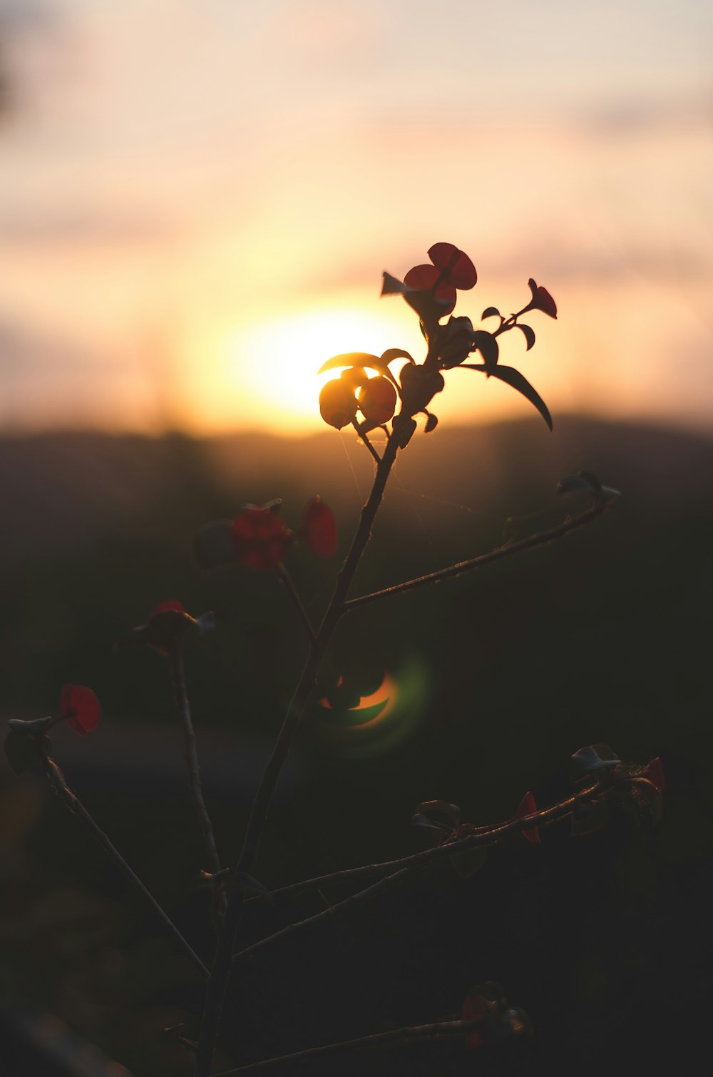 red and yellow flower buds