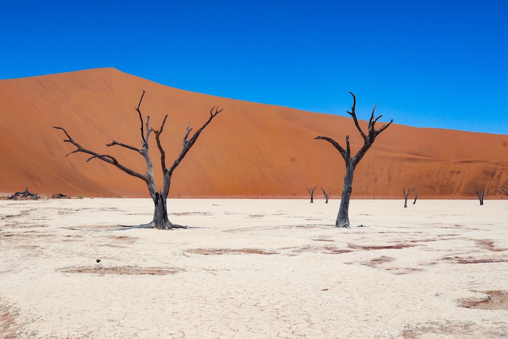 bare tree on desert during daytime