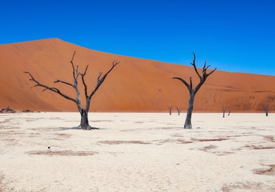 Namibia Safari tote Bäume im Dead Vlei