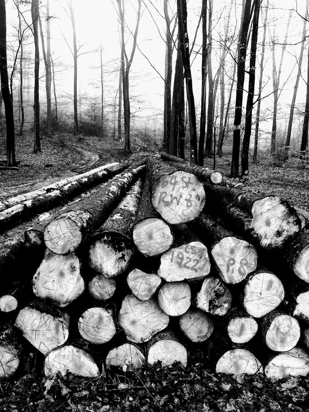 grayscale photo of wood logs on wooden pathway