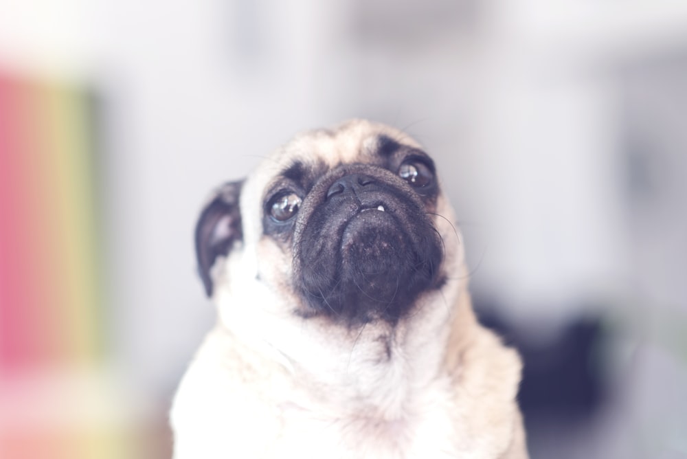 fawn pug in close up photography