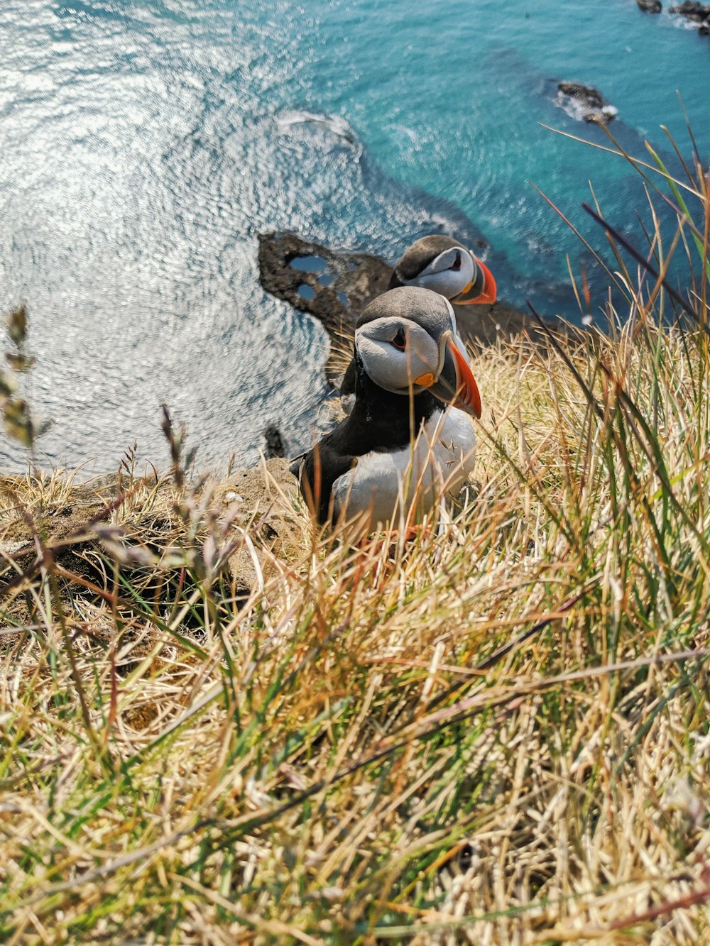 brown duck on brown grass