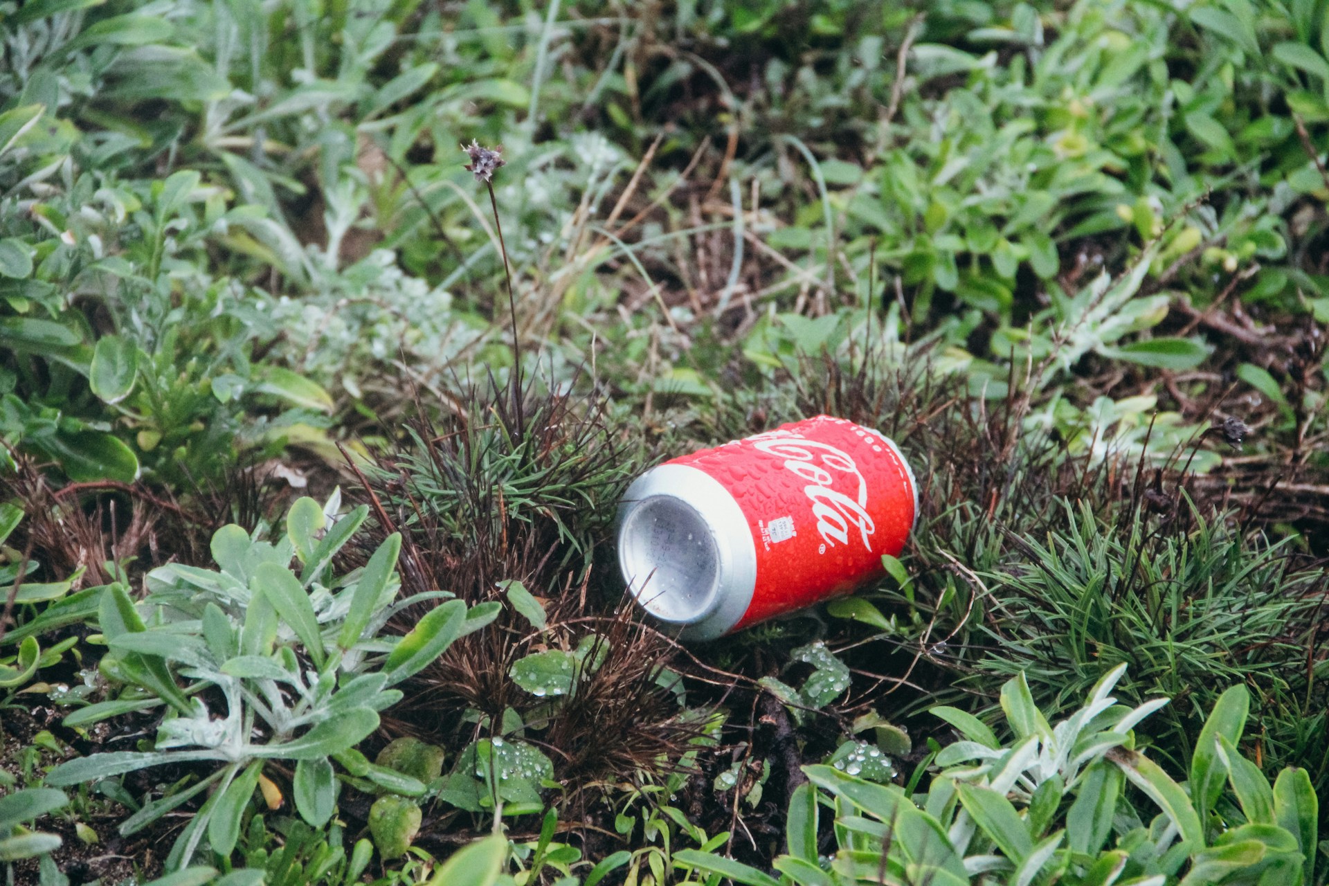 red and white labeled can on green grass
