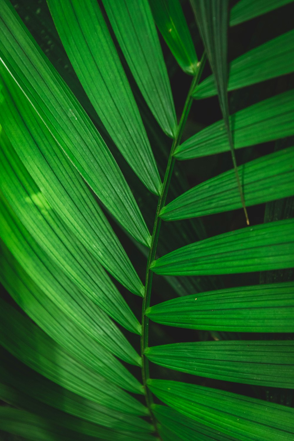 green leaf plant in close up photography